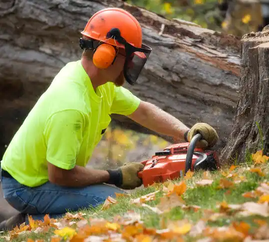 tree services Reidland